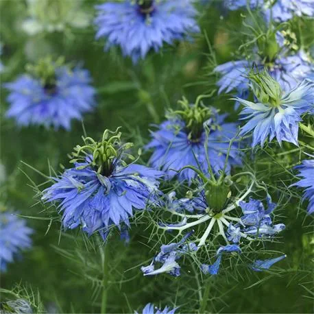 Reinsaat Nigella damascena, Jungfer im Grünen, blau