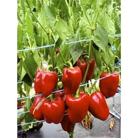 Reinsaat Paprika Quadrato d´Asti rosso/Selektion