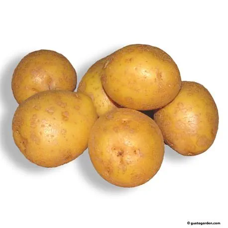 Pflanzkartoffel Adretta