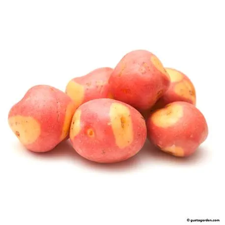 Pflanzkartoffel Pink Gypsy