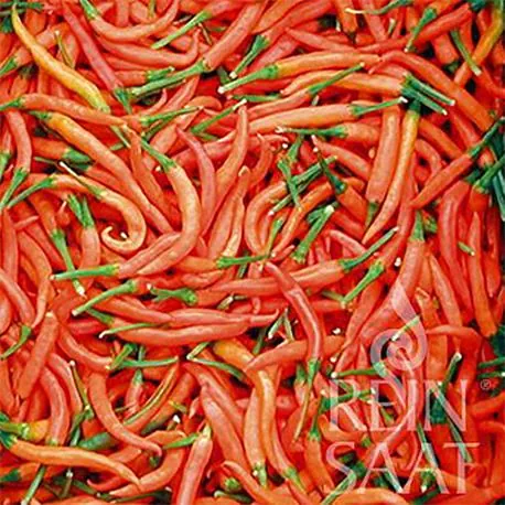 Reinsaat Chili Lanterna de foc