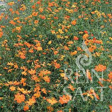 Reinsaat Cosmea orange