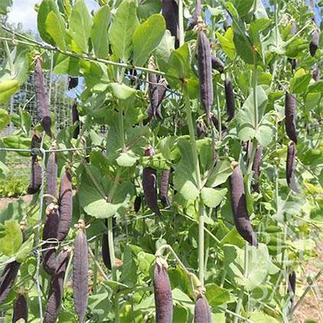 Reinsaat Erbse Blauwschokker
