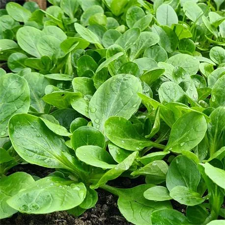 Reinsaat Feldsalat Verte à coeur plein 2