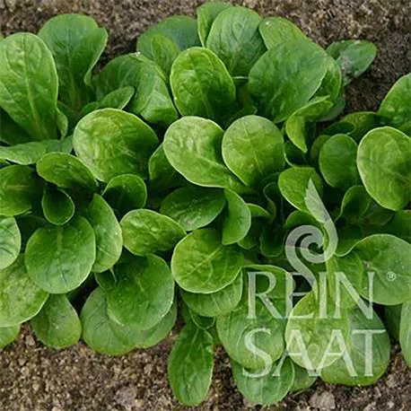 Reinsaat Feldsalat Vit
