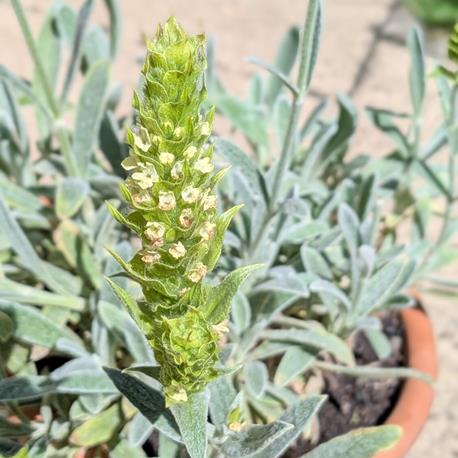 Reinsaat Griechischer Bergtee Blüte