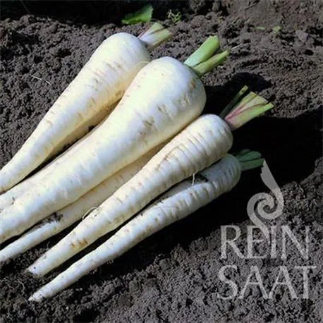 Reinsaat Pastinake Schleswiger Schnee