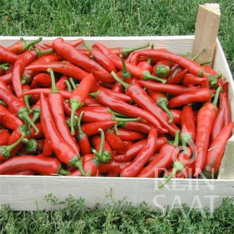 Reinsaat Pfefferioni de Cayenne