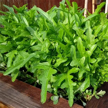 Reinsaat Pflücksalat Catalogna Anbau im Hochbeet