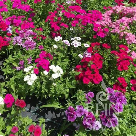 Reinsaat Reinsaat Phlox 'de Drummond'