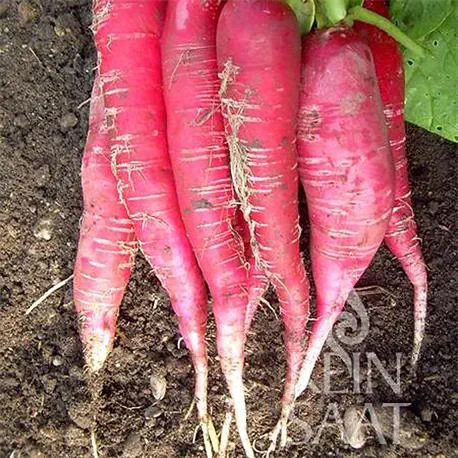 Reinsaat-Ostergruß rosa 2