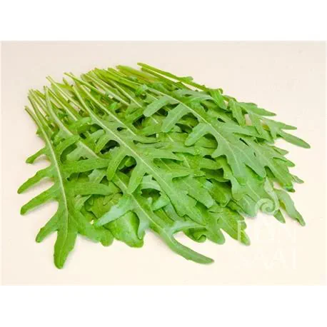 Reinsaat Wilde Rauke fein Rucola