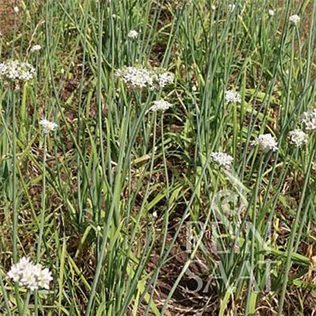 Reinsaat Schnittknoblauch