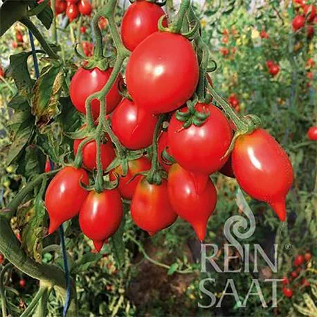 Reinsaat Tomate Pantelli