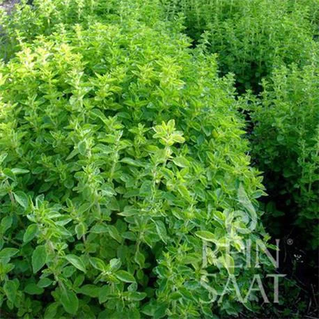 Reinsaat Würzoregano Samothrake
