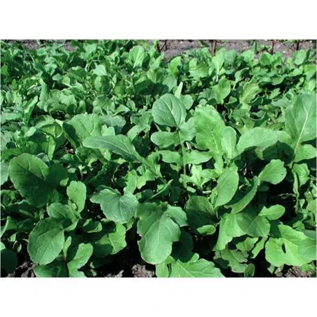 Reinsaat Salatrauke Rucola coltivata