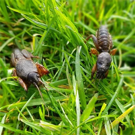 SC Nematoden Nützlinge