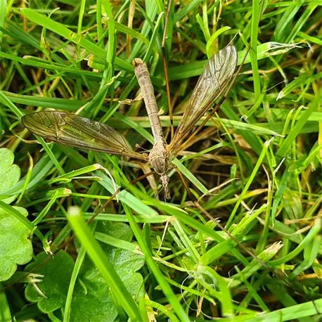 SC Nematoden Nützlinge