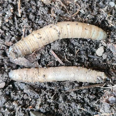 SC Nematoden Nützlinge