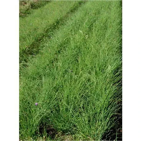 Reinsaat Schnittlauch Mediumleaf (mittelgrobröhrig)