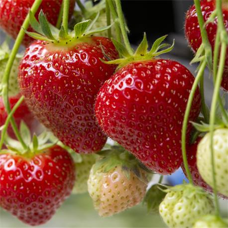 leckere Erdbeeren Sissi Strawberry Erdbeerbaum