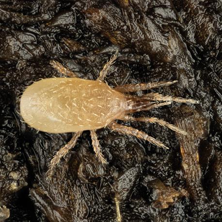 Hypoline Hypoaspis miles Bodenraubmilbe Nahaufnahme