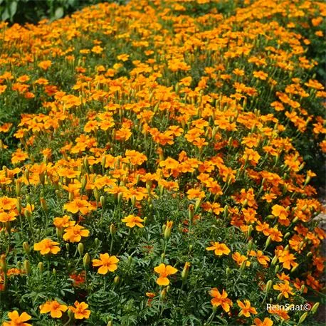 Reinsaat Tagetes tenuifolia, Gewürztagetes
