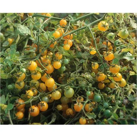 Reinsaat Tomate gelbe Johannisbeere