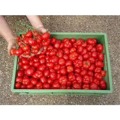 Reinsaat Tomate Marglobe