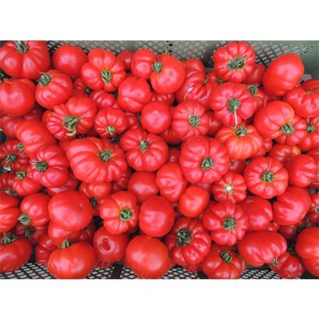 Reinsaat Tomate Marmande