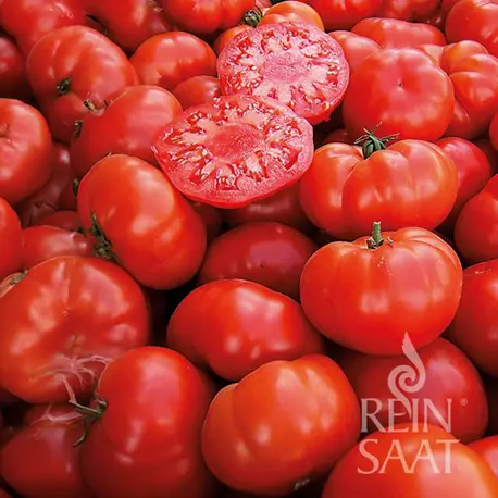 Reinsaat Tomate Marmande