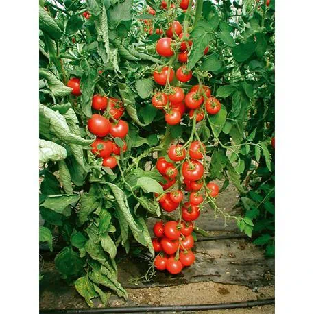 Reinsaat Tomate Matina