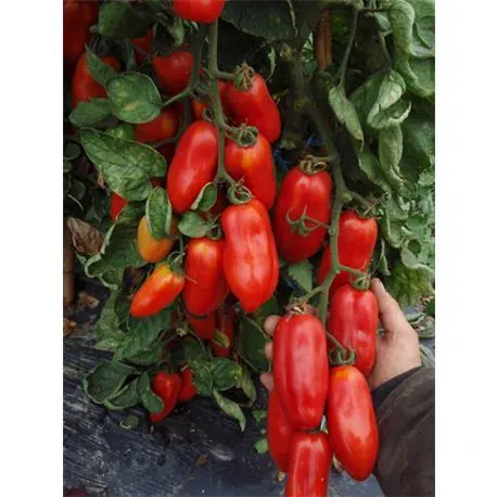 Reinsaat Tomate San Marzano
