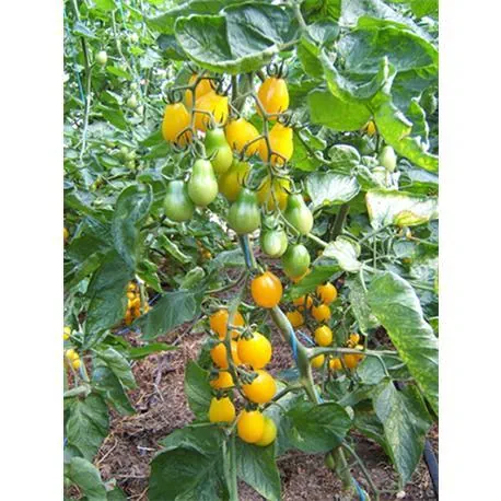 Reinsaat Tomate Yellow Submarine
