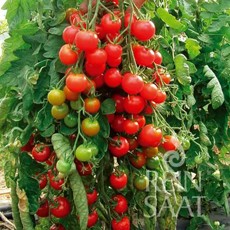 Reinsaat Tomate Zuckertraube