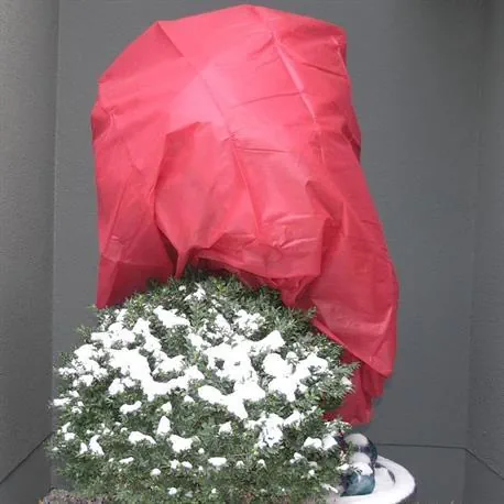 Wintervlies rot