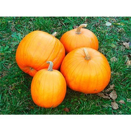 Reinsaat Zierkürbis Jack o‘Lantern