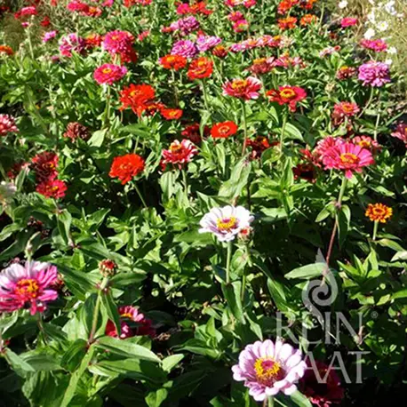 Reinsaat Zinnia elegans Zinnie Carrousel