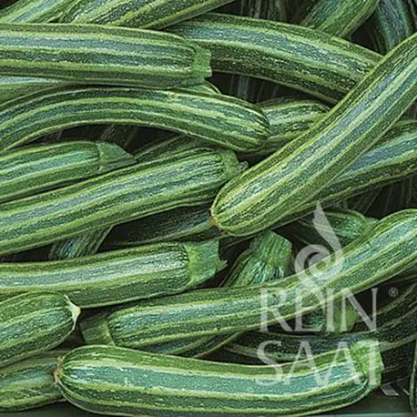 Reinsaat Zucchini Striato d´Italia