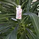 Bioline Anderline Amblyseius andersoni Anwendung Mini-Tüte Yucca-Palme