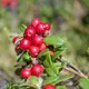 Andermatt Biogarten Bodensauer Preiselbeeren