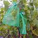 Trauben-Schutztaschen von Andermatt Biogarten in Anwendung