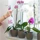 Birchmeier Melua Orchideensprüher