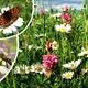 Greenfield Blumenwiese 1 Kg