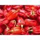 Reinsaat Chili Habanero Tropical Red