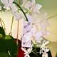 ChrysoCard an einer Orchidee