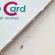 ChrysoCard mit Florfliegenlarve
