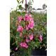 Reinsaat Clarkia elegans Mandelröschen Erfahrungen Reinsaat Clarkia elegans Mandelröschen Erfahrungen