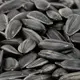 Eschenfelder Bio Keimsaat Sonnenblumenkerne Nahaufnahme