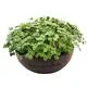 Grow-Grow Nut Starter-Set erntereif